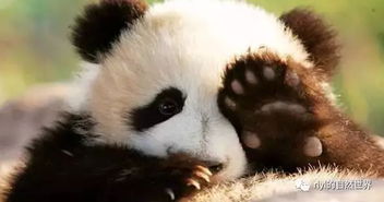 比起中国熊猫,袋鼠一定是全世界混的最惨的 国宝 ,一言不合就被做成烧烤...... 