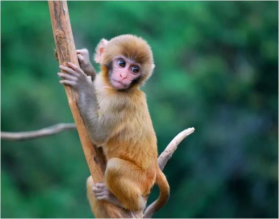 生肖猴 猴猴猴猴 的一生命运,特别是80年 92年的 有你吗