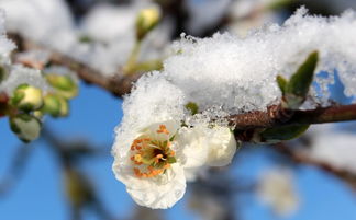 梅花傲雪，满天繁星闪耀时，梅花开满天