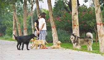 恶狗伤人事件频发 市民呼吁出台 养犬管理条例