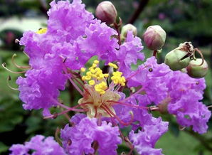 紫薇花的花语及传说–花百科,紫薇花的花语及传说–花百科