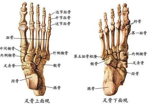 什么是跖骨重建