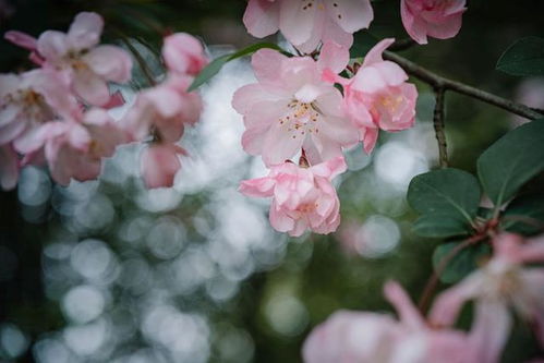 苏轼笔下的海棠很有特点,你还读过哪些花卉的名句古诗写出一句？