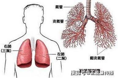 没有咳嗽的肺癌有什么症状(无咳嗽的肺癌是什么样的症状)