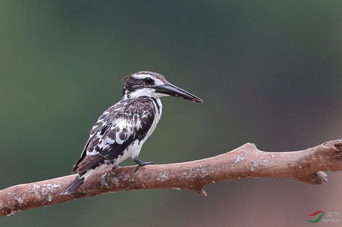 冠鱼狗 冠鱼狗和斑鱼狗 