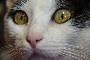 为什么猫的眼珠形状在白天和晚上不同呢 包括叫声也不同 