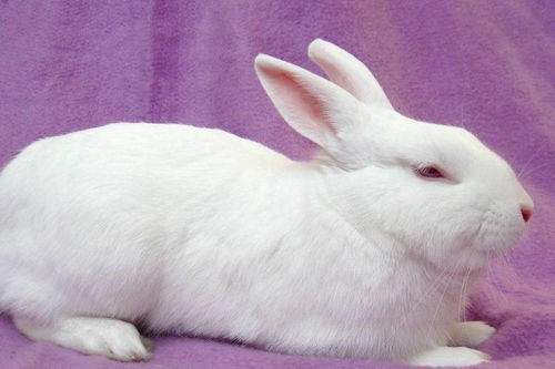 养兔知识 兔子耳朵长癣可以用碘酒吗