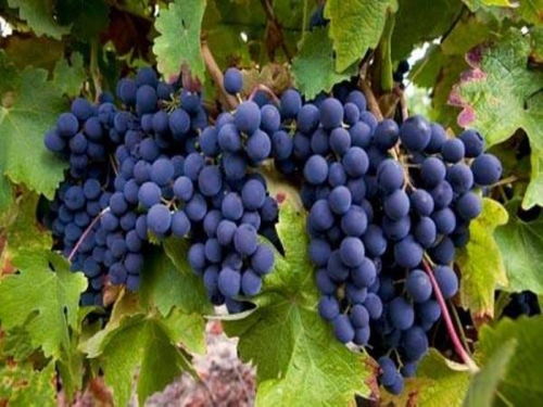 绿色葡萄品种有哪些最新绿色葡萄品种排行,绿色葡萄品种有哪些最新绿色葡萄品种排行