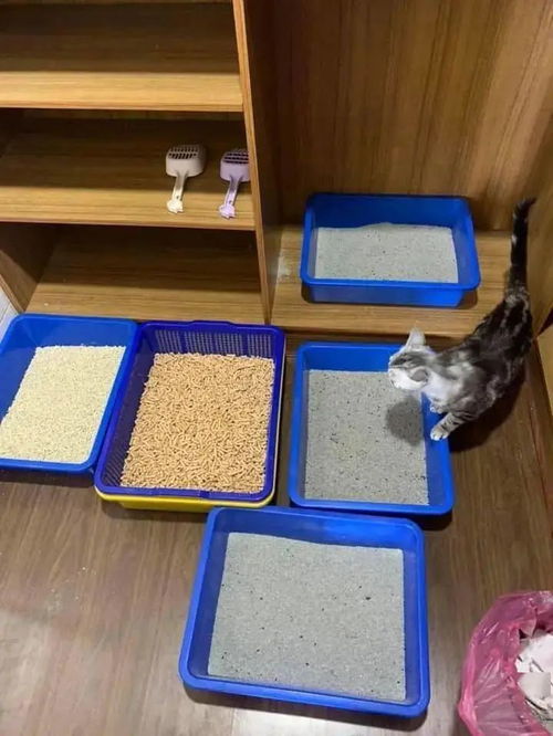 猫护 遇到一只不爱在猫砂盆里便便的猫咪,铲屎官该怎么办
