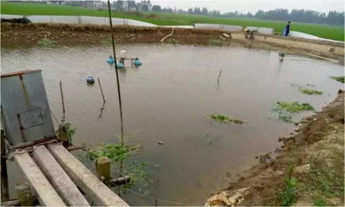 池塘管理方案 5月草 鲫 水花 池塘健康管理方案