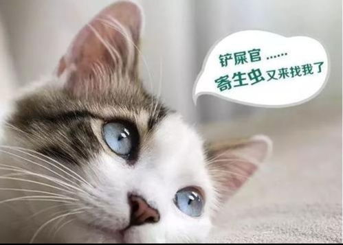 女孩养猫十天,为何头变秃