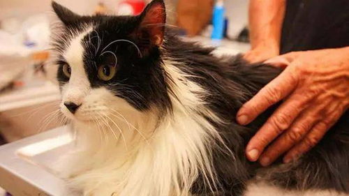 猫咪爱掉毛,可能有多种原因