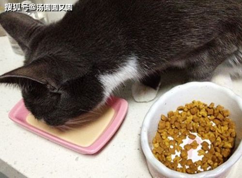 猫咪吃了雪山猫粮之后,为什么会拉出软便