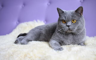 最受欢迎的猫咪 英国短毛猫