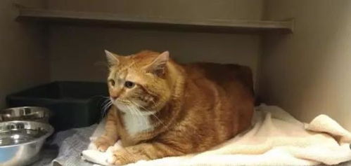 将近20公斤的流浪猫 橘猫到底能胖到什么程度