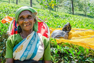 世界茶叶种植历史（世界茶叶种植面积