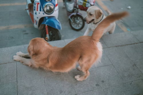 狗狗经常伸懒腰,是想告诉你这5句话