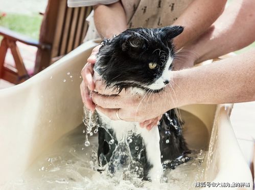 这5种情况中的猫咪一定不能洗澡,身子再脏也不准,否则会出岔子
