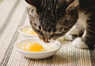 猫可以吃蛋黄吗,猫可以吃蛋白吗