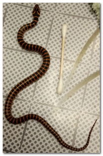 捡到一条小蛇黑黄相间帮忙看下是什么品种有没有毒 