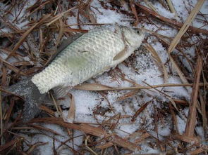 冒雪去钓鱼,草鱼身材,鲤鱼嘴,这是什么鱼 