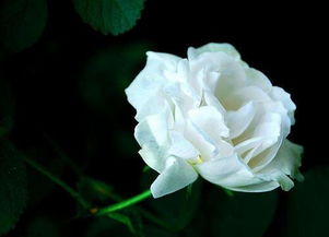 白玫瑰寓意是什么意思 白玫瑰一般送什么人