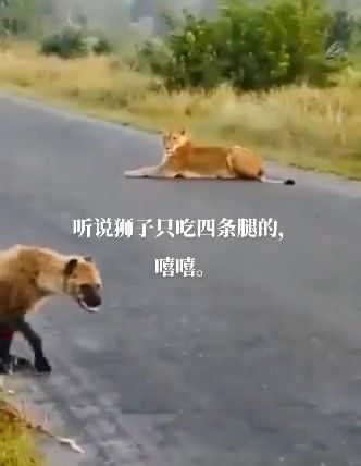 狮子 刚才是什么奇怪东西 