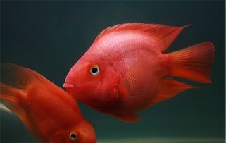 鹦鹉鱼是怎么繁殖出来的？
