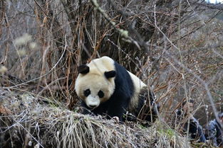 致键盘侠 你懂什么叫圈地养熊猫嘛 给 零星熊猫 争北京户口到底黑了谁的心