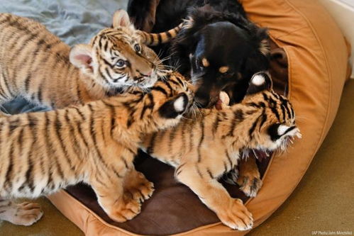 三只老虎崽认狗做爸,每天一起厮混打滚,动物园也不怕它们长歪