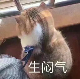 家养猫咪从来都不出门,需要打疫苗吗