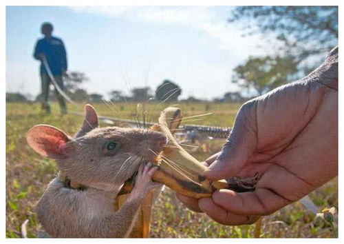 此老鼠,每只价值4万,给点吃的就拼命找地雷,每年拯救上万人