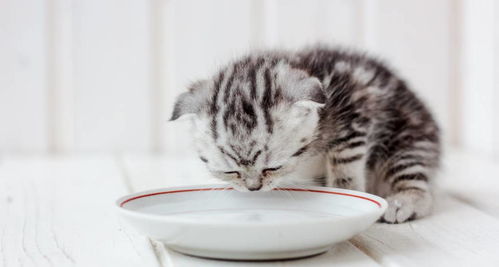 吃什么能解决幼猫拉稀,拉软便的情况 吃益生菌有用吗