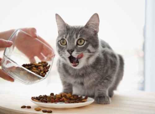 猫咪饮食 21 喂猫常见的六种错误