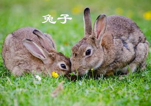 哺乳动物 兔子怎么养 4个方法可以分辨公母