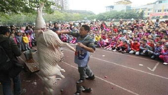 杀猪从娃娃抓取,幼儿园组织全园600多个孩子看现场杀猪 