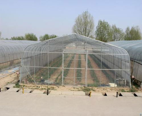 春季大棚黄瓜种植技术