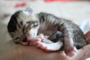 刚出生的小猫大便稀,刚出生的小猫大便有点稀