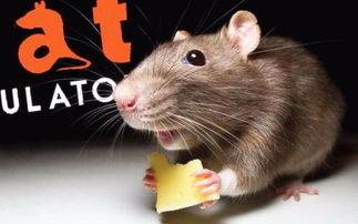 老鼠喜欢吃什么食物