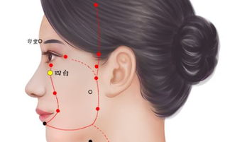 四白穴位的准确位置图