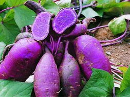 紫薯(紫薯的功效和作用是什么)