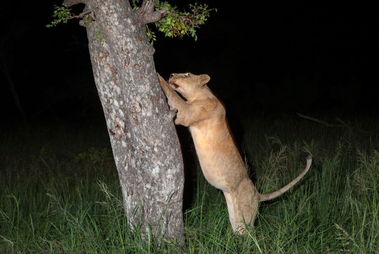 南非三头母狮爬树抢花豹盘中餐 