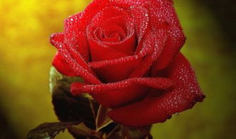 红玫瑰品种摩羯座 红玫瑰品种摩羯座是什么