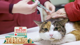 猫咪难产紧急送医院,待产期反应异常寻主人,宠物真的会自救吗