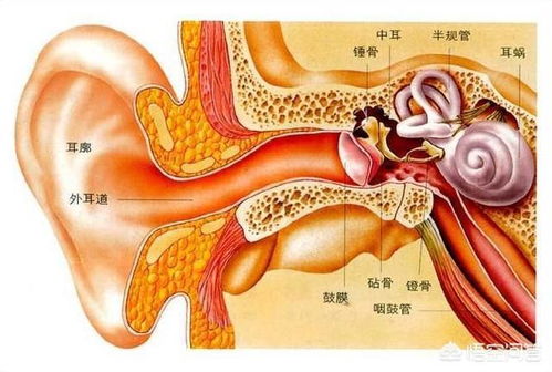 抠耳朵会诱发中耳炎吗 如何预防中耳炎