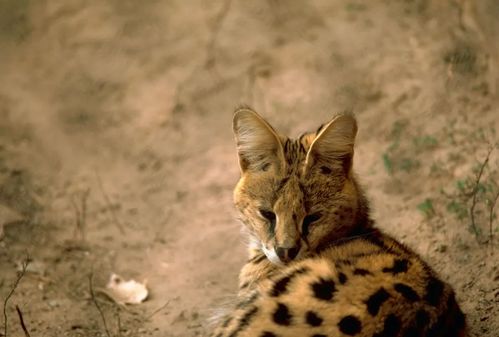 号称猫中小捷豹的薮猫在 兽娘动物园 里怎么这么萌