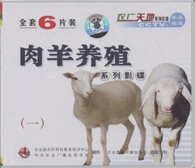 肉羊配种方法有哪些,羊白马自然繁育的方式