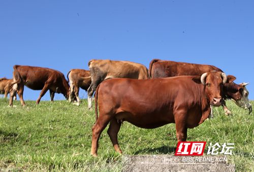 这是你向往的 田园牧歌 么 在资江北岸偶遇牛群与放牛人