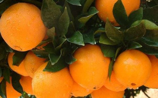 橙子种植,红江橙种植管理技术,来学学怎么选种种植