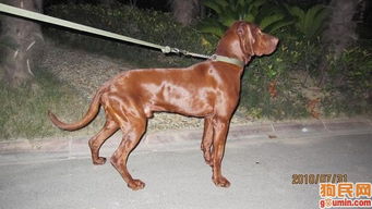 这个是什么狗狗,棕红色的短毛,大嘴大耳朵的大型狗体重25公斤 